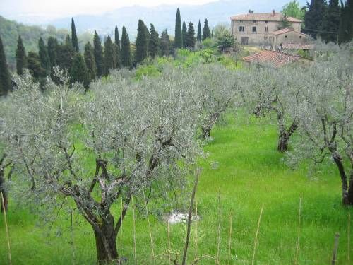 Farmhouses, Carmignano, Prato, S262